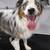 Mobile Dog Grooming Services 1 thumbnail