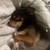$35.00 / Night Dog Boarding - Biggest animal lover you’ll meet! 4 thumbnail