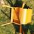1970's bentwood stackable good vintage CHAIRS up to 20 available 6 thumbnail
