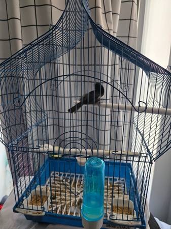 Cuban bullfinch- negrito 1