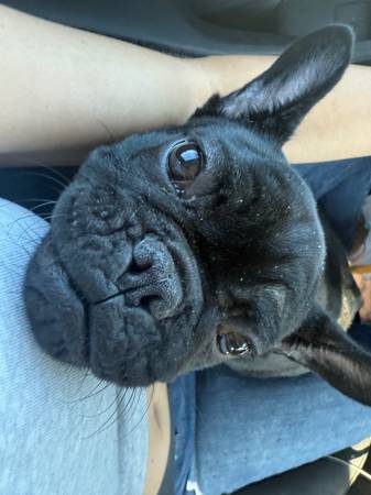 Rehoming Frenchie 4 Month Puppy63932506590211121
