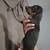 Baby female dachshund puppy (Weiner puppy) 1 thumbnail