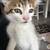 8 weeks kitten 1 thumbnail