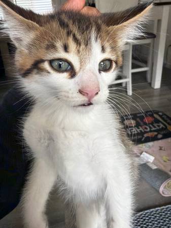 8 weeks kitten 1
