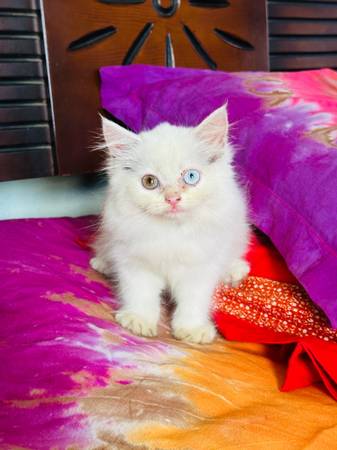 Gorgeous Pure Persian Kitten with Unique Odd Eyes (Citrus Heights)63962573165187121