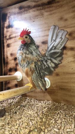 Farm birds , friends not food (Rainier)63916215274626122