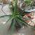 Young Aloe Trees 2 thumbnail