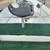 15FT BOSTON WHALER 5 thumbnail