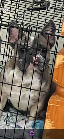 Frenchie adult male 1