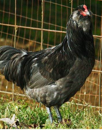 Rooster Wanted (Ameraucana) 1