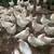 Amberlink Pullets 3 thumbnail