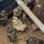 Silkies 1 thumbnail