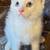 American Curl (Alpine) Kittens 3 thumbnail