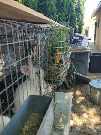 Bunnies Rabbits - $50 (Van Nuys)63470806519171122