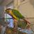 Yellowsided Greencheek Conure & Like New Cage---Talks 6 thumbnail