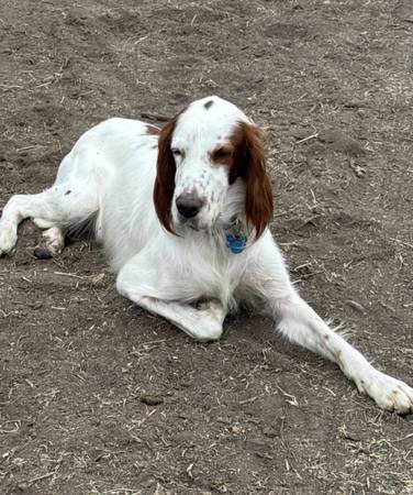 PERRO SETTER PERDIDO - ¡Encontrado! (Oak View)63952982388739122
