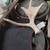 antlers 22 thumbnail
