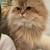 Golden British Longhair male cat 7 thumbnail