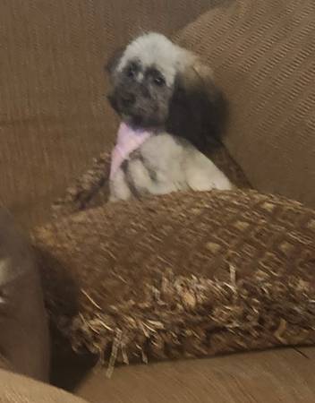 Poodle Toy Hembra (Slidell)63904506568578120