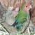 Lovebird 4 thumbnail