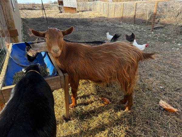 male guernsey Goat 1
