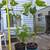 Fig Tree 1 thumbnail
