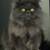 Persian cat 1 thumbnail