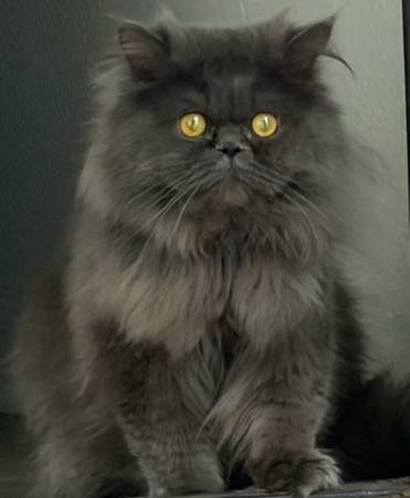Persian cat 1