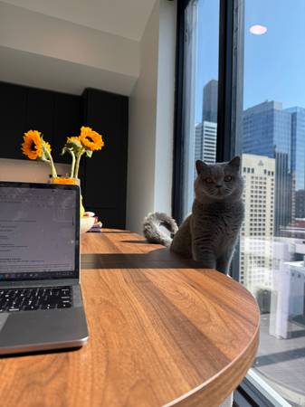 British Shorthair63853558519683122