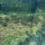 Brush Mowing / Forestry Mulching 12 thumbnail