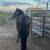 Chestnut ranch mare 5 thumbnail