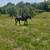 Fox Trotter Mare 2 thumbnail