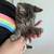 Beautiful Girl Kitten 2 thumbnail