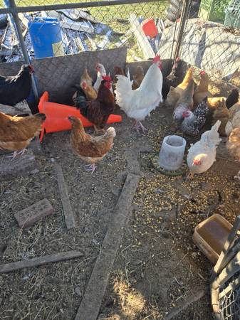 Nice laying hens farm & garden by owner sale craigslist