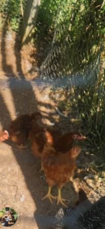 Gallinas ponedoras (El Reno)63681505905539121