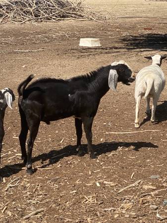 Turkeys chivos - $200 (Lost hills)63469925065987123