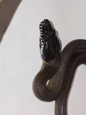 White Lipped Python baby (Fort Lauderdale)63685533057153120