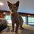 Cats & Kittens - FREE to GOOD homes! 2 thumbnail