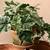 3 Decorative Indoor/Outdoor Artificial Ivy Plants (vases not included) 1 thumbnail