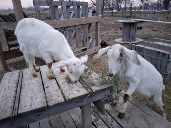 Mini Nubian Doe & Doeling 1