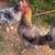 Roosters 1 thumbnail