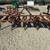 Chisels & Cultivators for Sale 5 thumbnail