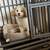 Rehome Male Toy Poodle 3 thumbnail