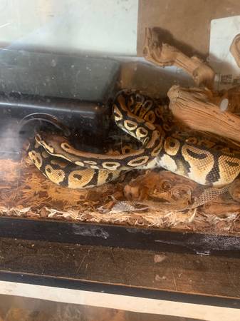 Pastel ball python (Philadelphia)63797764803201123