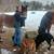 Pair of draft ponys and harness 7 thumbnail