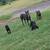 Cane corso 1 thumbnail