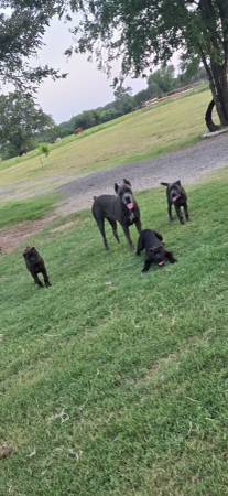 Cane corso 1