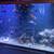 Tropical fish Rescue Center 4 thumbnail