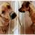 2 Sweet Doggies Need New Loving Home 2 thumbnail