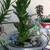 garden items ,succulents -(priced $3-20) 6 thumbnail